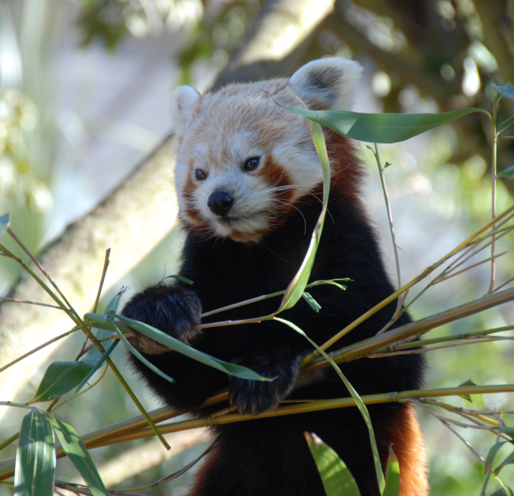 Red Panda